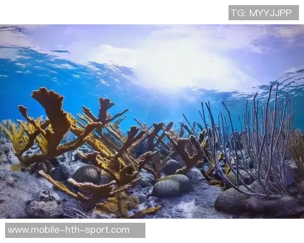 足球珊瑚的奇幻旅程探索海洋与运动的完美结合 足球珊瑚的奇幻旅程探索海洋与运动的完美结合